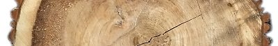 baumstaemme 2014 07 27 16 25 14 b w400